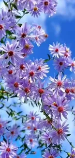 Purple flowers blooming under a vivid blue sky.