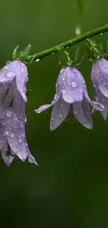 Purple flowers with raindrops on green background mobile wallpaper.