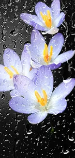 Purple flowers with raindrops on a dark background.