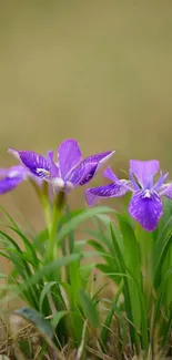 Purple iris flowers with green leaves in a natural setting.