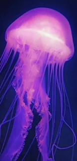 Purple glowing jellyfish mobile wallpaper.