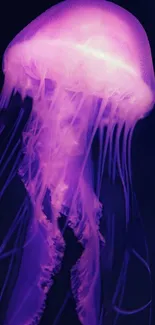 Vibrant purple jellyfish against a dark background, showcasing marine beauty.