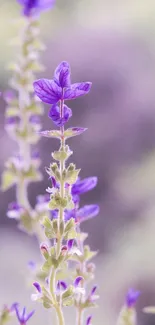 Purple lavender blossoms in a serene floral wallpaper.