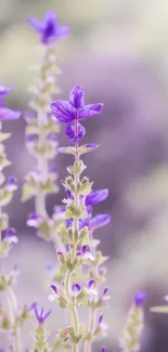 Purple lavender flowers with a soft background on mobile wallpaper.