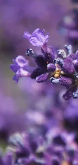 Purple lavender flowers in close-up view, perfect for a nature-themed wallpaper.