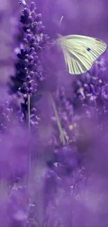 Purple lavender field with butterfly close-up.