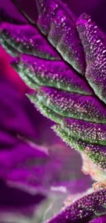 Close-up of a purple leaf with intricate texture.