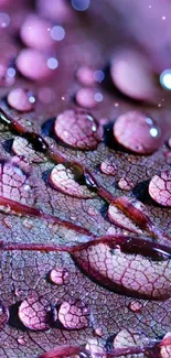 Close-up of a purple leaf with water droplets.