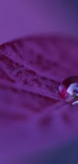 Close-up of a purple leaf with a dew drop, showcasing nature's detail.