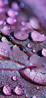 Close-up of purple leaf with dewdrops.