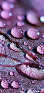 Close-up of a purple leaf with water droplets, ideal for mobile wallpaper.