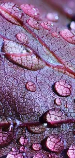 Purple leaf with water droplets, close-up detail.