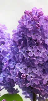 Purple lilac flowers in full bloom, close-up view.