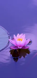 Purple pond with pink lotus flower and lily pad reflection.