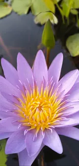 Purple lotus flower with yellow center on water surface.