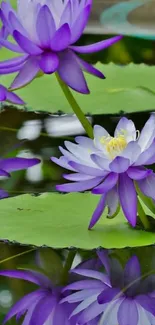 Purple lotus flowers reflecting in a serene lake with green lily pads.