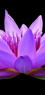 Purple lotus flower on a black background.