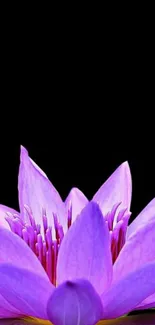 Purple lotus flower against a black background.