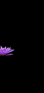 Mobile wallpaper of a purple lotus on a black background.