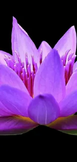 Elegant purple lotus on black background for mobile wallpaper.