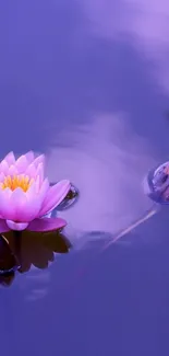 Peaceful purple lotus floating in calm water.