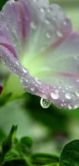 Purple morning glory with dew drops on petals, green leaves.