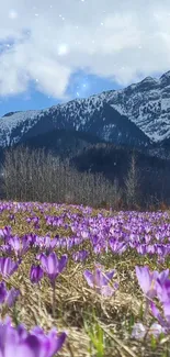 Purple flower meadow with snowy mountains in background.