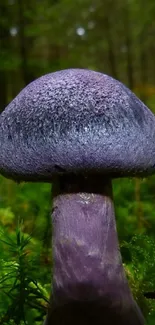 Purple mushroom in a lush green forest setting.
