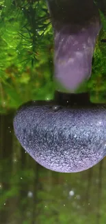 Close-up of a purple mushroom in a lush green forest.