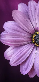 A vibrant purple flower with delicate petals on a dark background.