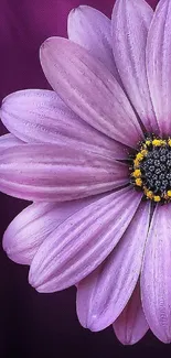 Purple flower with detailed petals on a dark background.