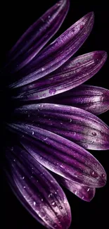 Elegant purple flower with dew on a dark background wallpaper.