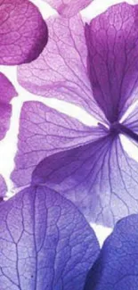 Purple petals wallpaper with floral design.