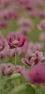 Purple poppy field with soft blooms swaying gently in a serene landscape.