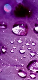 Purple leaf with raindrops wallpaper