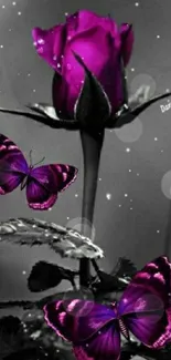 Purple rose with butterflies on black background.