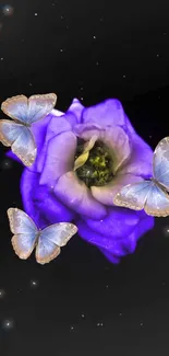 Purple rose with butterflies on a dark background.