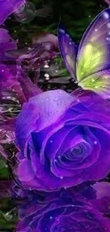 Purple rose with butterfly mobile wallpaper.