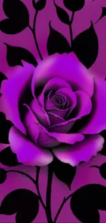 Beautiful purple rose with black leafy background.