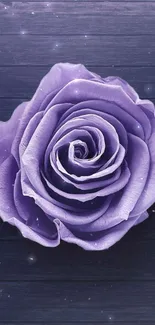 Elegant purple rose wallpaper with wooden background.