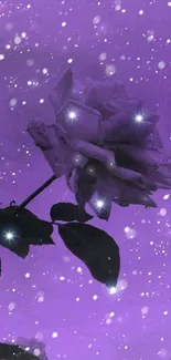 Enchanting purple rose against a starlit sky background.