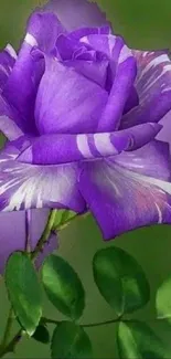 Purple rose with delicate details on a green background.