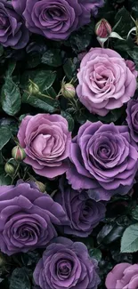 Elegant purple rose floral wallpaper.