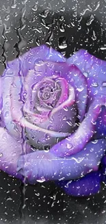 Purple rose with water droplets on a dark background, perfect for mobile wallpaper.