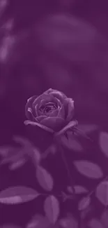 Purple rose wallpaper with lush leaves, perfect for mobile screens.