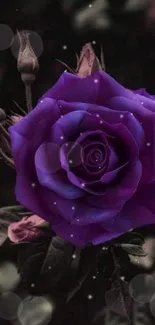 Stunning purple rose against dark backdrop, perfect for mobile wallpaper.