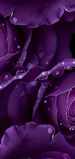 Close-up of purple rose petals with dew drops on a mobile wallpaper.