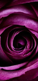 Purple rose petals wallpaper for mobile background.