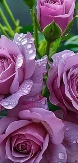 Purple roses with dew drops in a garden setting.
