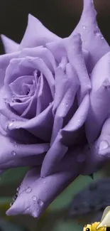 Dewy purple rose with bee in elegant wallpaper.